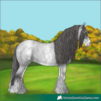 Horse Color:White Spotted Blue Roan Appaloosa 