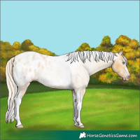 Horse Color:Gray Silver Amber Cream Champagne Roan Dun Splash Tobiano Frame Appaloosa Rabicano 