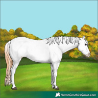 Horse Color:Bay Tobiano Snowcap