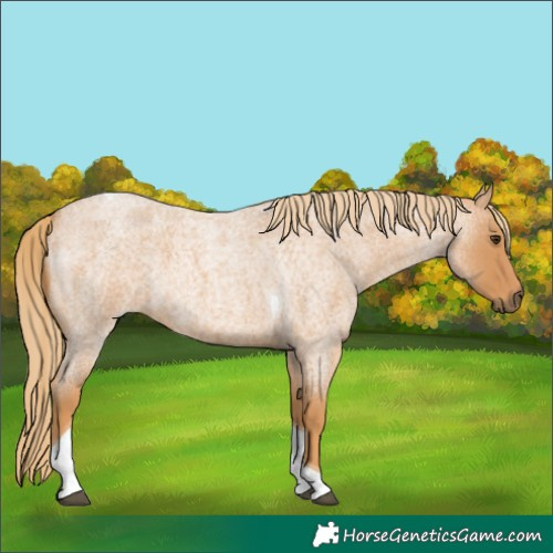 Horse Color:Red Roan Tobiano 