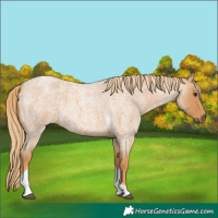 Horse Color:Red Roan Tobiano 