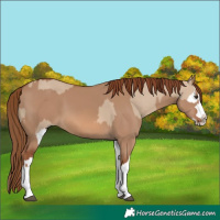 Horse Color:Red Dun Splash and Red Dun Splash