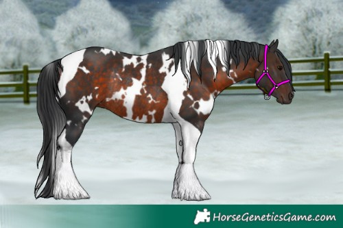 Horse Color:White Spotted Brown Tobiano Rabicano 
