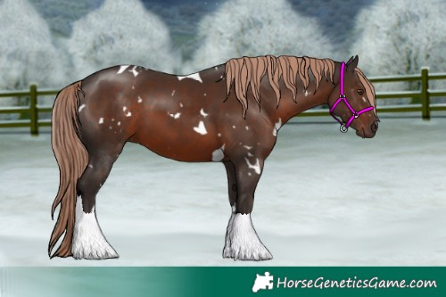 Horse Color:White Spotted Liver Chestnut Tobiano 