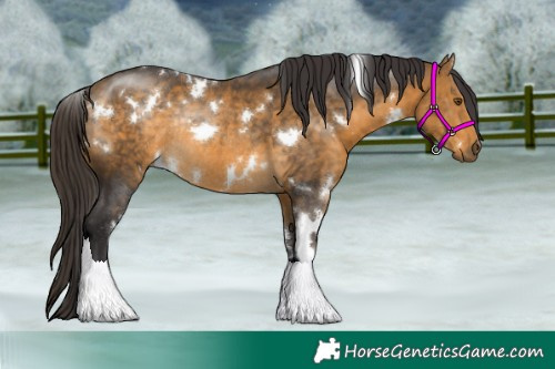 Horse Color:White Spotted Buckskin Rabicano