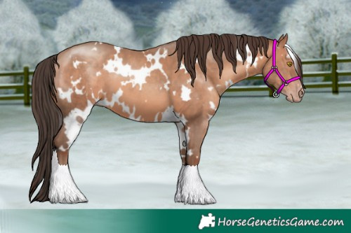 Horse Color:White Spotted Amber Champagne 