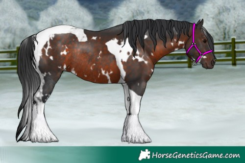 Horse Color:White Spotted Brown Tobiano Rabicano