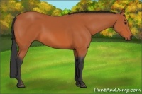 Horse Color:Bay Rabicano 