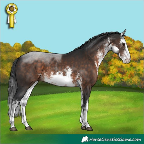 Horse Color:White Spotted Brown 