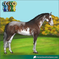 Horse Color:White Spotted Brown