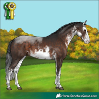 Horse Color:White Spotted Brown 