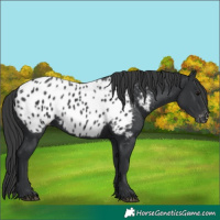 Horse Color:Black Appaloosa 