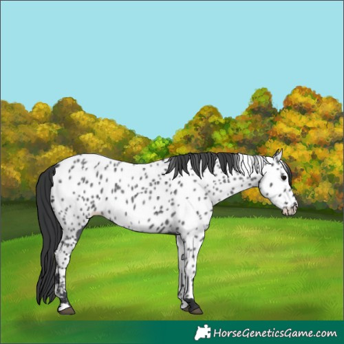 Horse Color:Blue Roan Near Leopard