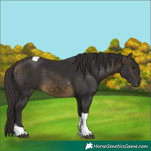 Horse Color:Buckskin Tobiano 