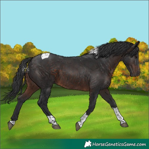 Horse Color:Brown Tobiano