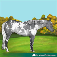 Horse Color:White Spotted Silver Black Chinchilla 