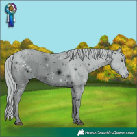 Horse Color:ERROR: UNKNOWN ANOMALY