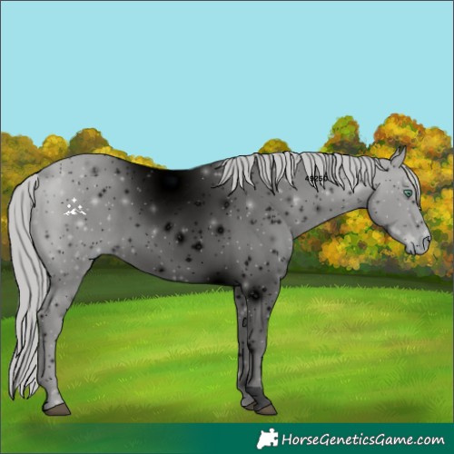 Horse Color:ERROR: UNKNOWN ANOMALY
