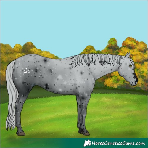 Horse Color:ERROR: UNKNOWN ANOMALY