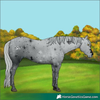 Horse Color:ERROR: UNKNOWN ANOMALY