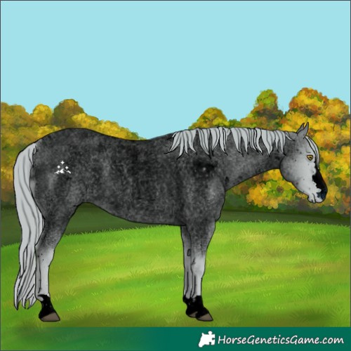 Horse Color:ERROR: UNKNOWN ANOMALY