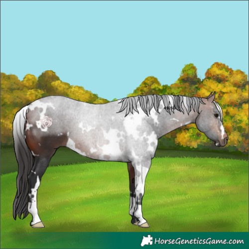 Horse Color:White Spotted Bay 