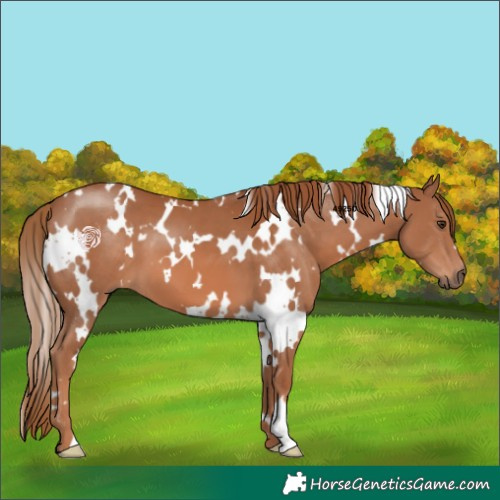 Horse Color:White Spotted Chestnut