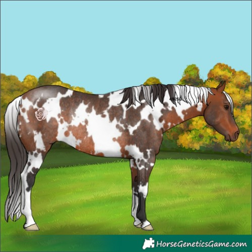 Horse Color:White Spotted Bay Rabicano 