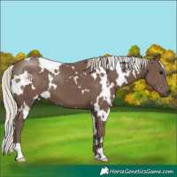 Horse Color:White Spotted Silver Black 