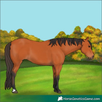 Horse Color:Bay 