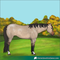 Horse Color:Brown Dun 