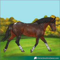 Horse Color:Brown Tobiano 