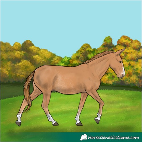Horse Color:Chestnut Rabicano 