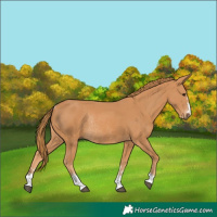 Horse Color:Chestnut Rabicano 