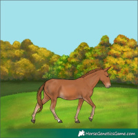 Horse Color:Chestnut Rabicano 