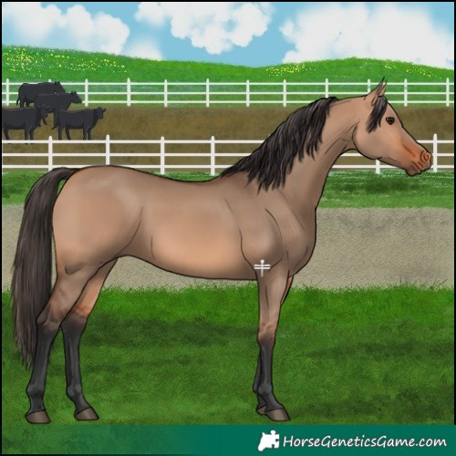 Horse Color:Bay Dun 