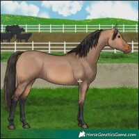 Horse Color:Bay Dun 