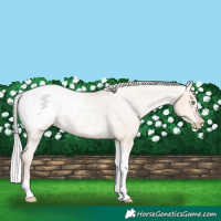 Horse Color:Silver Amber Champagne Dun Tobiano Snowcap Rabicano 