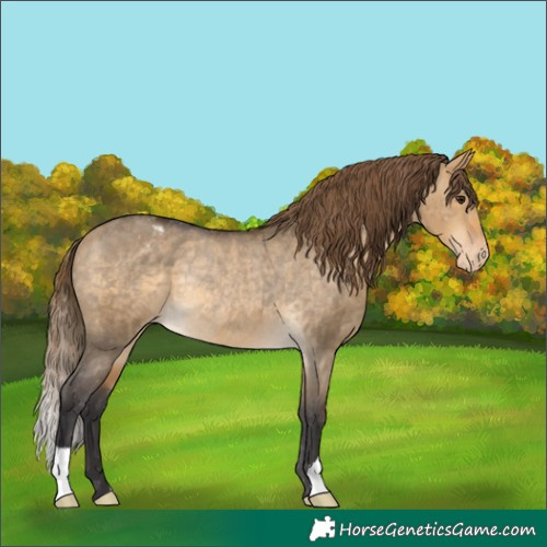Horse Color:Buckskin Dun Varnish Rabicano
