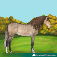 Horse Color:Buckskin Dun Varnish Rabicano 