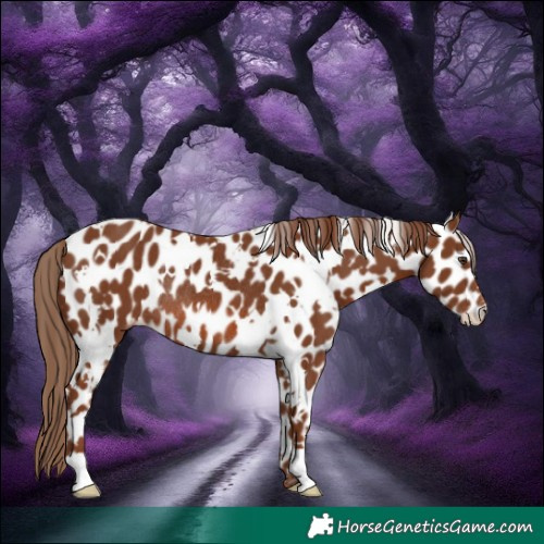 Horse Color:White Spotted Chestnut Leopard Rabicano 