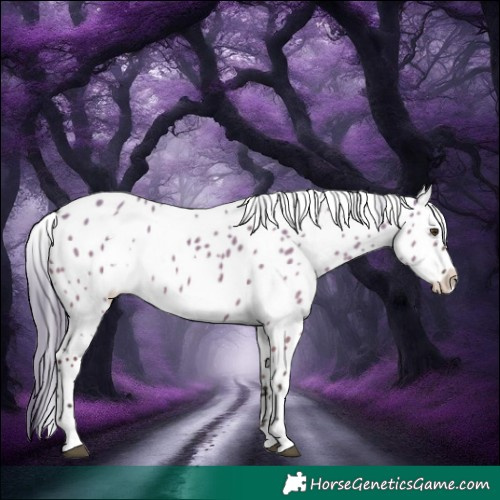 Horse Color:White Spotted Liver Red Dun Mushroom Leopard Rabicano 