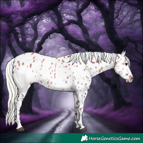 Horse Color:White Spotted Silver Brown Dun Near Leopard 