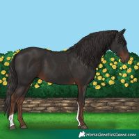Horse Color:Liver Chestnut Tobiano 