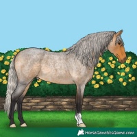 Horse Color:Silver Buckskin Roan 