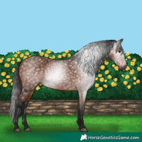 Horse Color:Gray Bay 