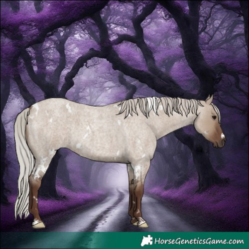 Horse Color:White Spotted Silver Grullo Roan 