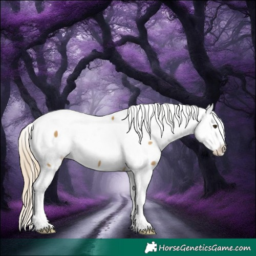 Horse Color:White Spotted Chocolate Palomino Dun Appaloosa 