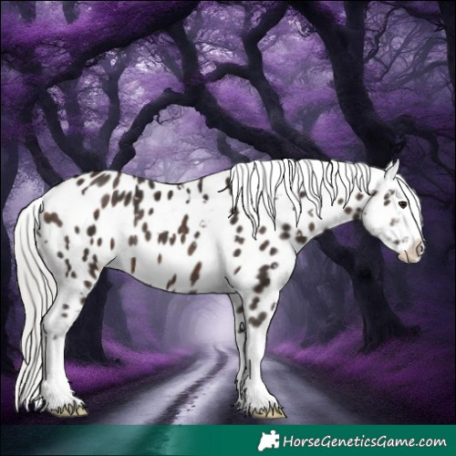 Horse Color:White Spotted Silver Brown Splash Appaloosa Rabicano 