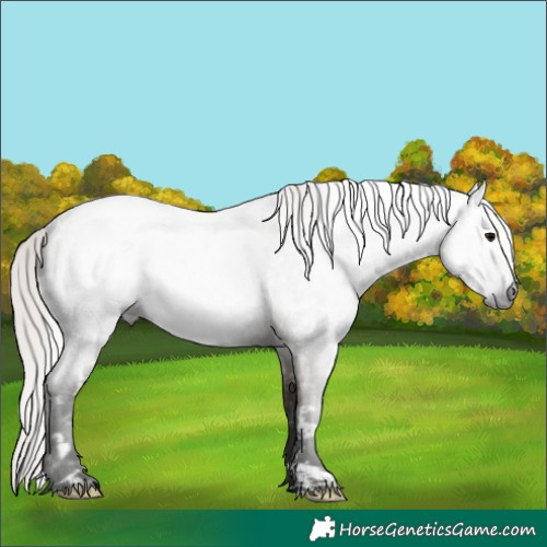 Horse Color:Gray White Spotted Silver Grullo Roan Rabicano 